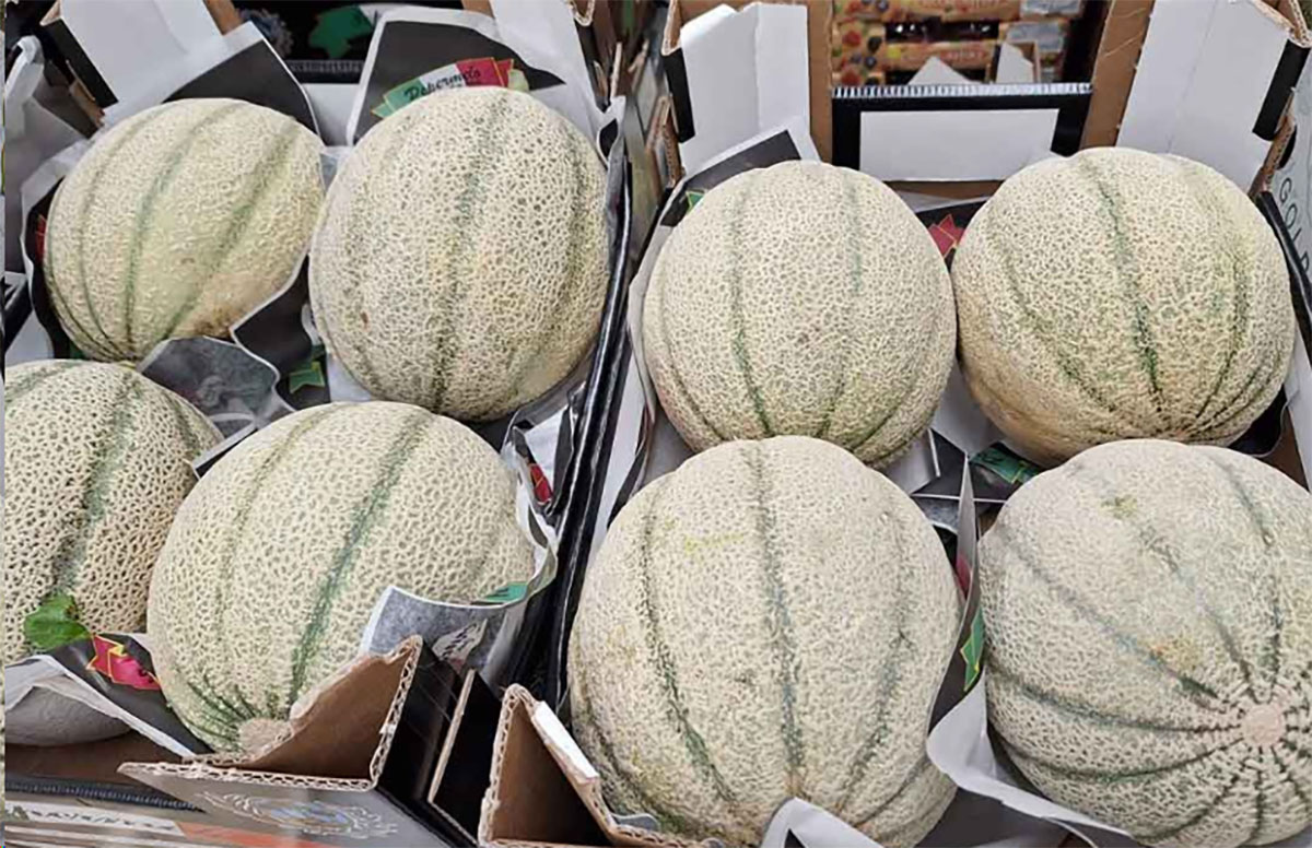 Melone - Sardegna - 0,90-1,00 euro al chilogrammo